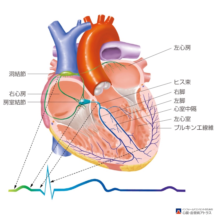 心臓の電気信号の流れ (刺激伝導系)