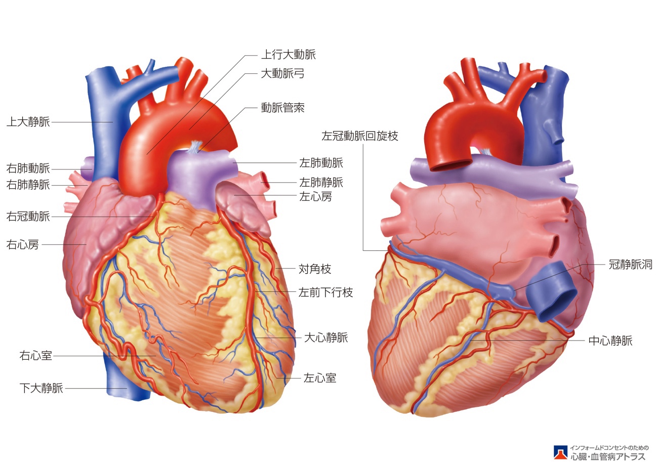 狭心症・心筋梗塞とはどんな病気？1